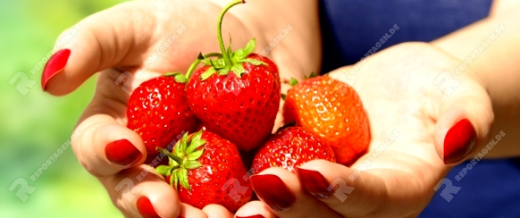 Woman holding ripe strawberry in hands. Outdoor photo